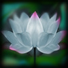 lotus flower logo of lotus advertising
